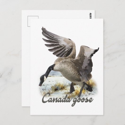 Canada Goose, Kunst Briefkaart (Voorkant / Achterkant)