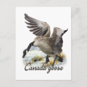 Canada Goose, Kunst Briefkaart (Voorkant)