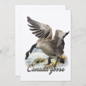 Canada Goose, Kunst Kaart (Voorkant / Achterkant)