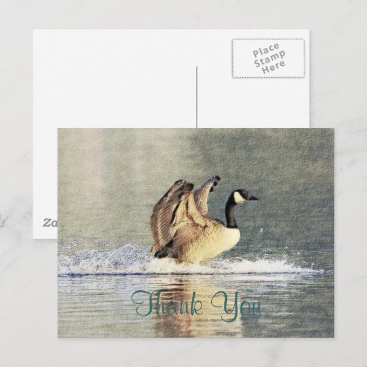 Canada Goose Landing Briefkaart (Voorkant / Achterkant)