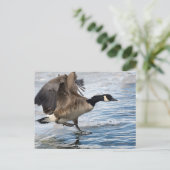 Canada goose Landing on winter lake Briefkaart (Staand voorkant)