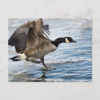 Canada goose Landing on winter lake Briefkaart