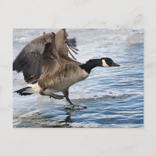 Canada goose Landing on winter lake Briefkaart (Voorkant)