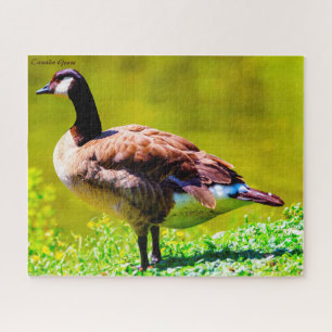 Canada Goose Legpuzzel