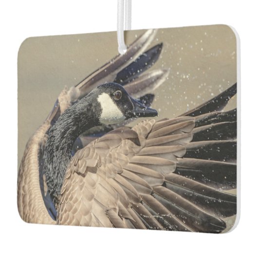 Canada Goose Luchtverfrisser (Links)