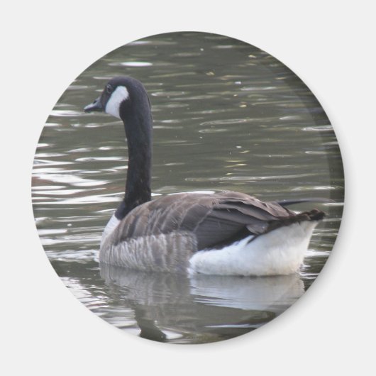 Canada Goose Magnet (Voorkant)