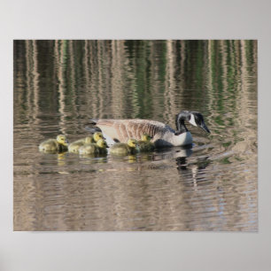 Canada Goose Mam Gosling Babies Wildlife Poster