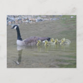 Canada Goose Mom Babies Nature Photo  Briefkaart (Voorkant)