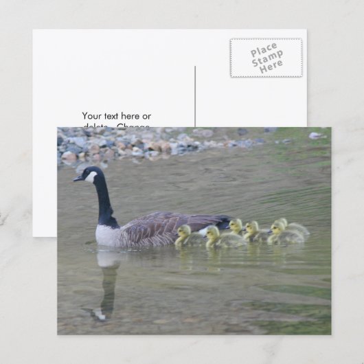 Canada Goose Mom Babies Nature Photo  Briefkaart (Voorkant / Achterkant)