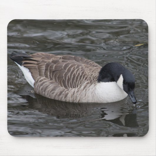 Canada Goose Muismat (Voorkant)