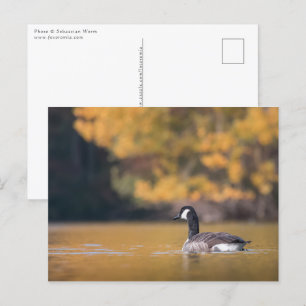 Canada Goose Natuur Foto Briefkaart
