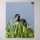 Canada Goose Natuur Painting Poster (Voorkant)