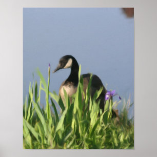 Canada Goose Natuur Painting Poster