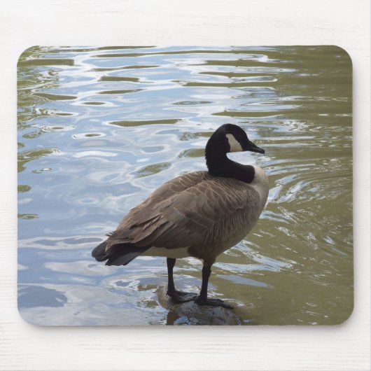 Canada Goose On Rock Muismat (Voorkant)