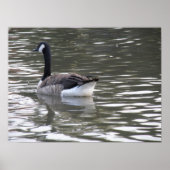 Canada Goose op de waterafdruk Poster (Voorkant)