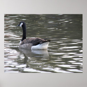 Canada Goose op de waterafdruk Poster