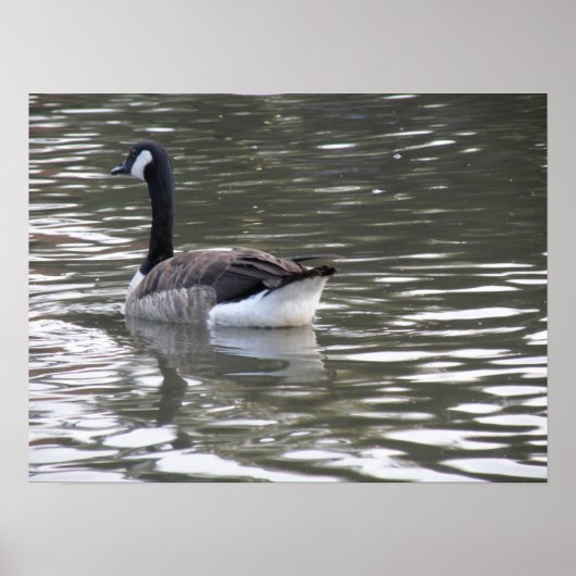 Canada Goose op de waterafdruk Poster (Voorkant)