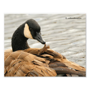 Canada Goose op het meer Foto Afdruk