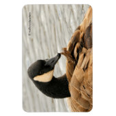 Canada Goose op het meer Magneet (Verticaal)