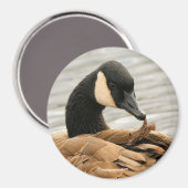Canada Goose op het meer Magneet (Voorkant / Achterkant)