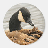 Canada Goose op het meer Magneet (Voorkant)