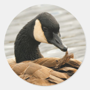 Canada Goose op het meer Ronde Sticker