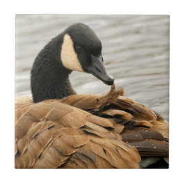 Canada Goose op het meer Tegeltje