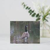 Canada Goose op ondiep water Briefkaart (Staand voorkant)