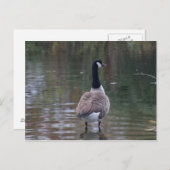 Canada Goose op ondiep water Briefkaart (Voorkant / Achterkant)