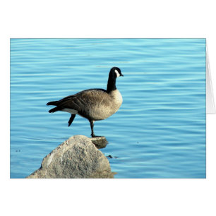 Canada Goose op Rocks
