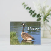Canada Goose Peace Inspirerend Briefkaart (Staand voorkant)