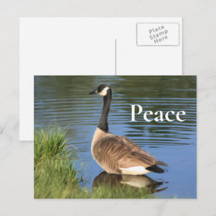 Canada Goose Peace Inspirerend Briefkaart