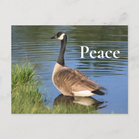 Canada Goose Peace Inspirerend Briefkaart (Voorkant)