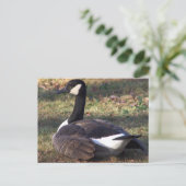 Canada Goose Photo Briefkaart (Staand voorkant)