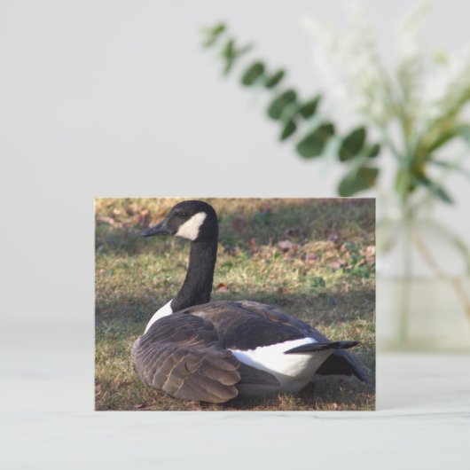 Canada Goose Photo Briefkaart (Staand voorkant)