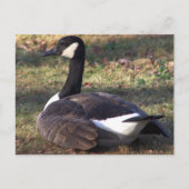 Canada Goose Photo Briefkaart (Voorkant)