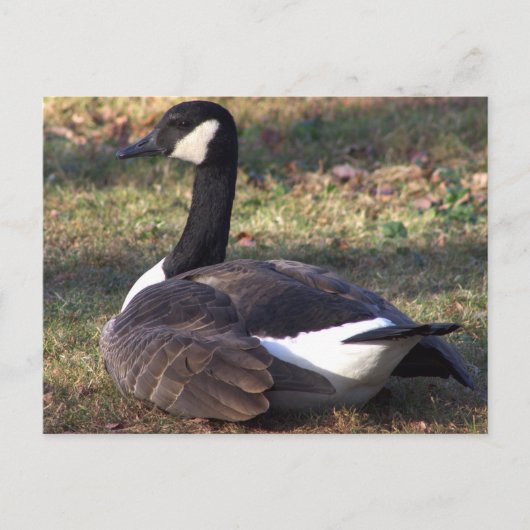 Canada Goose Photo Briefkaart (Voorkant)