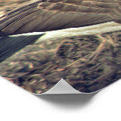 Canada Goose Photo Poster (Hoek)