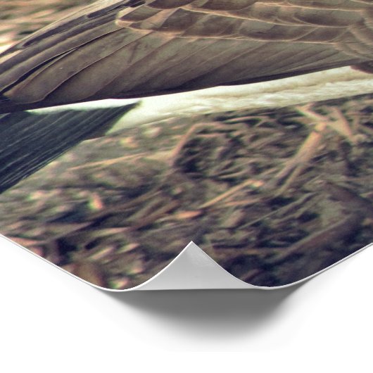 Canada Goose Photo Poster (Hoek)