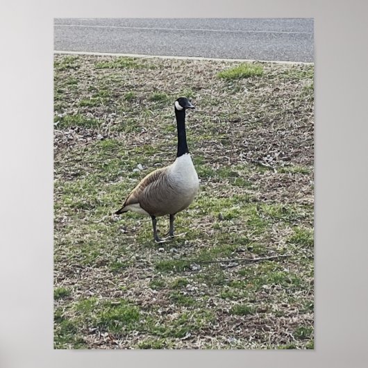 Canada Goose Photo Poster (Voorkant)