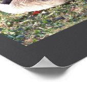 Canada Goose Photo Poster (Hoek)