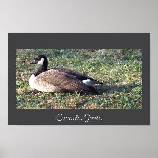 Canada Goose Photo Poster (Voorkant)