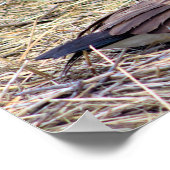 Canada Goose Photo Poster (Hoek)