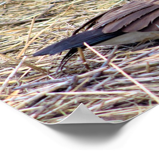 Canada Goose Photo Poster (Hoek)