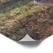 Canada Goose Photo Poster (Hoek)