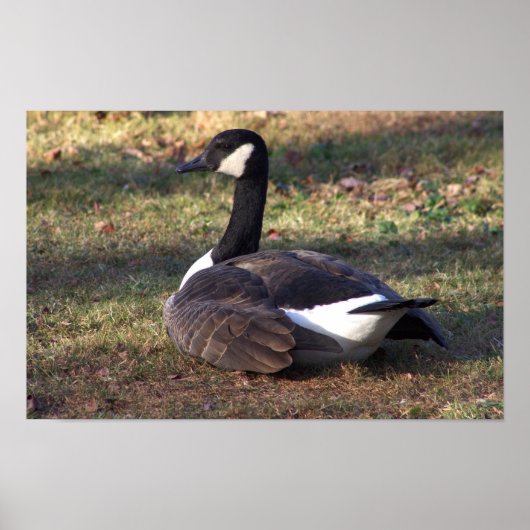 Canada Goose Photo Poster (Voorkant)