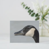 Canada Goose portret Briefkaart (Staand voorkant)