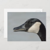 Canada Goose portret Briefkaart (Voorkant / Achterkant)