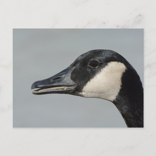 Canada Goose portret Briefkaart (Voorkant)