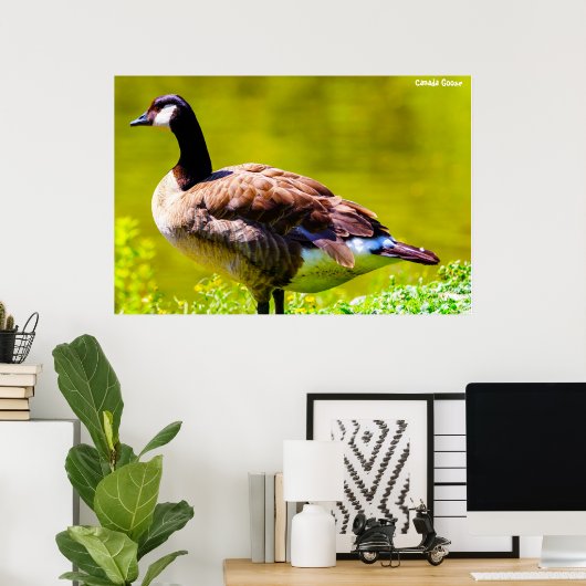 Canada Goose Poster (Thuiskantoor)